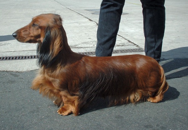 Mon vieux chien a mal au dos - VETDOM